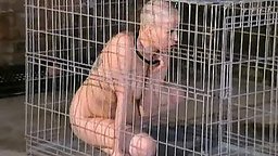 Kumi Monster is humiliated and treated as a dog inside a cage